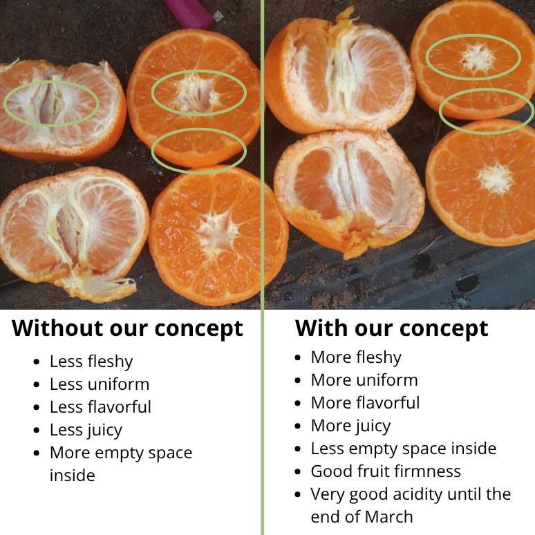 citrus fruit results