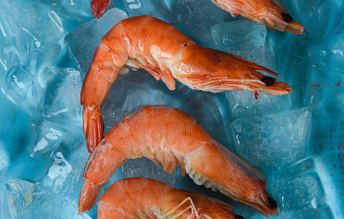essais silifish crevettes elevage