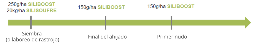 progama inicio nutricion cereales